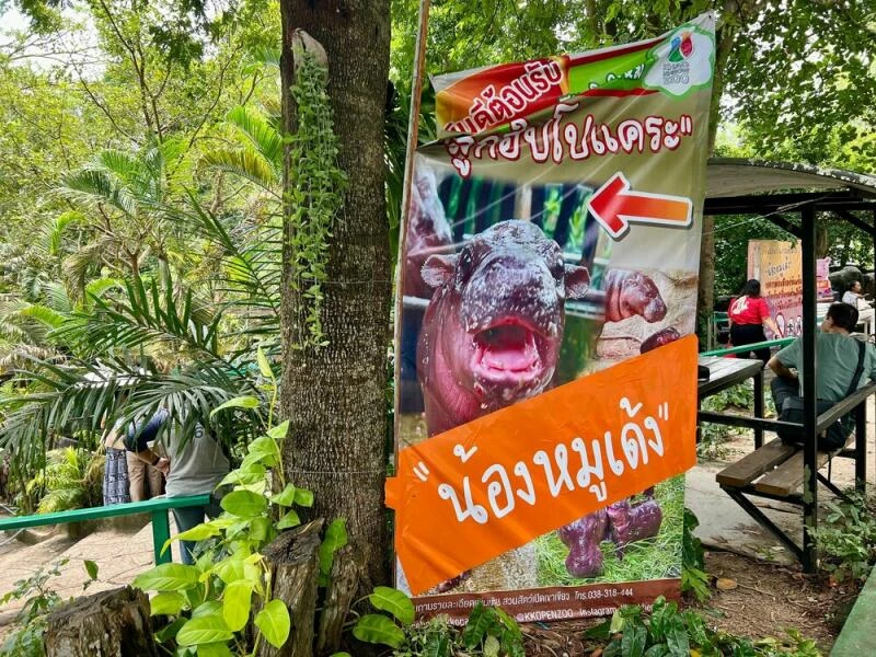 Zwergflusspferd Moo Deng in Thailand