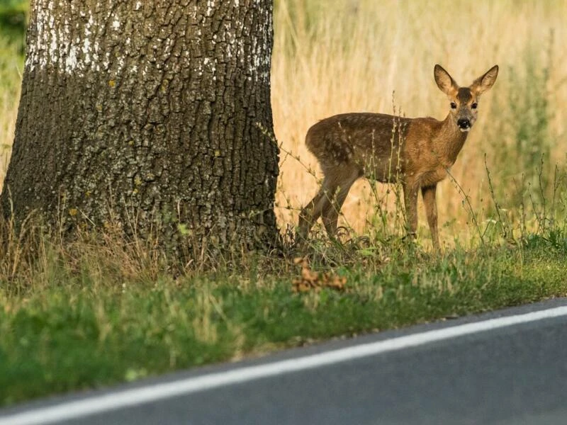 Warum die Gefahr von Wildunfällen jetzt steigt