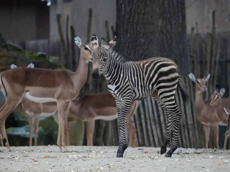 Steppenzebra-Fohlen erkundet Zoo Hannover