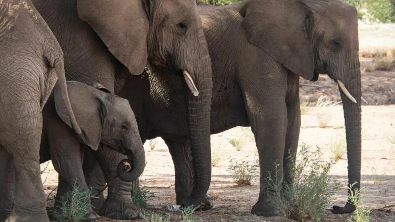 Elefanten in Namibia