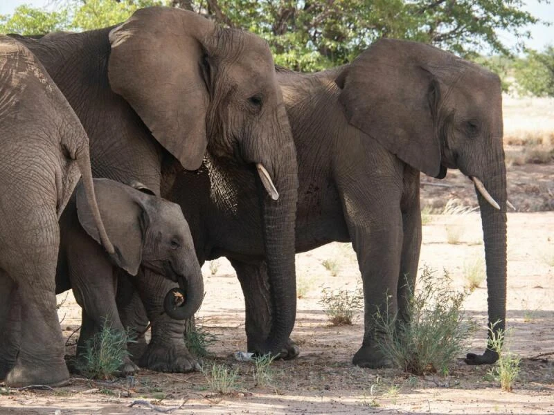 Elefanten in Namibia