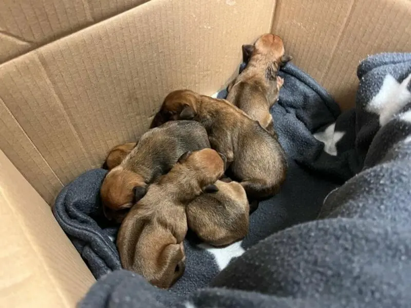 Fünf Hundewelpen in Karton in Hagen ausgesetzt