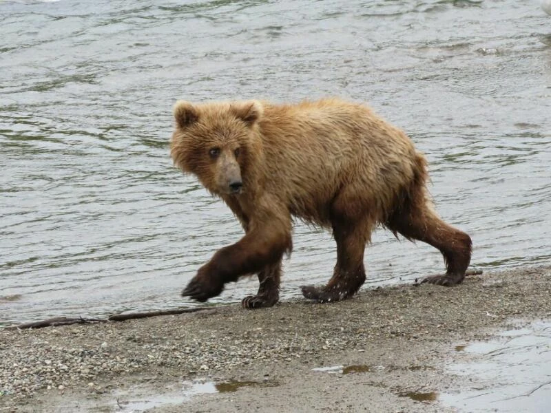 «Fat Bear»-Wahl