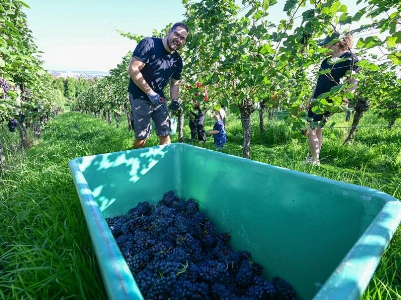 Beginn der Weinlese in Baden-Württemberg