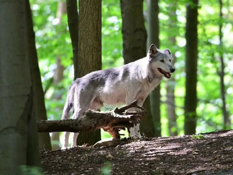 Wolf in Thüringen