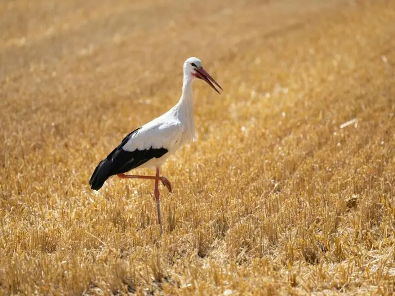 Storch auf Nahrungssuche