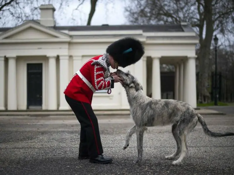 Neues Maskottchen der Irischen Garde