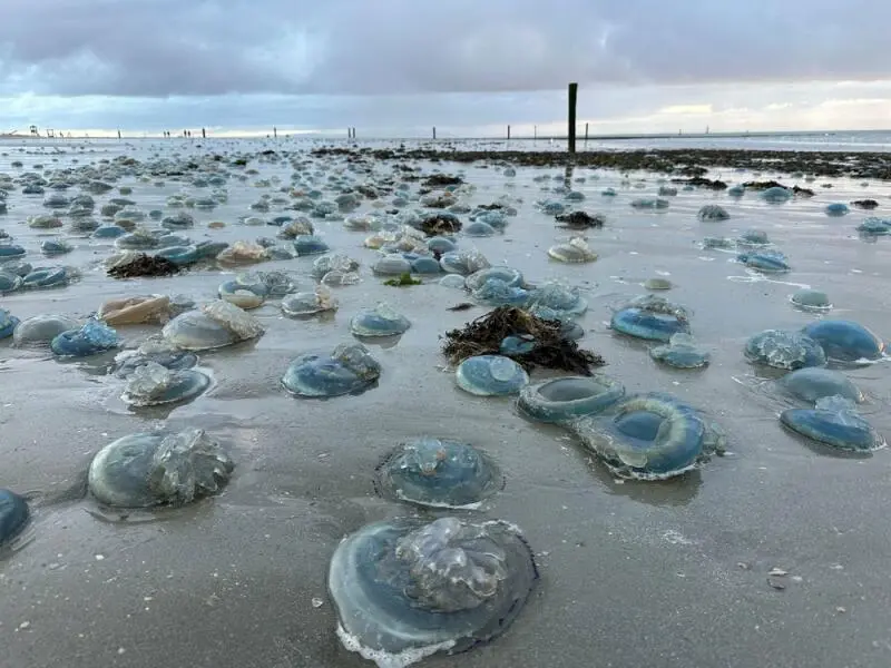 Wurzelmundquallen am Strand von Norderney