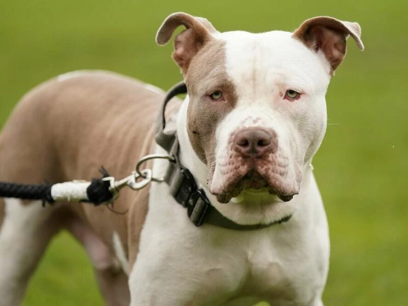 Verbot von XL Bullys in England