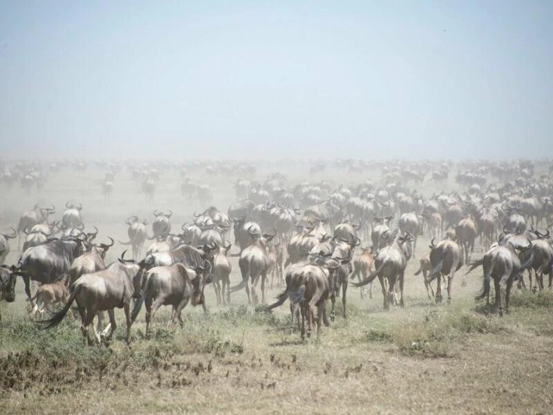 Naturschutzgebiet Afrika - Serengeti