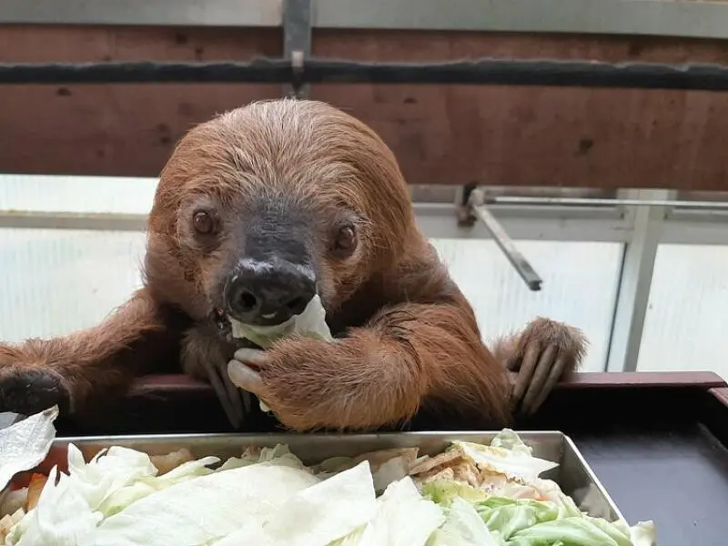 Faultier Jan im Krefelder Zoo