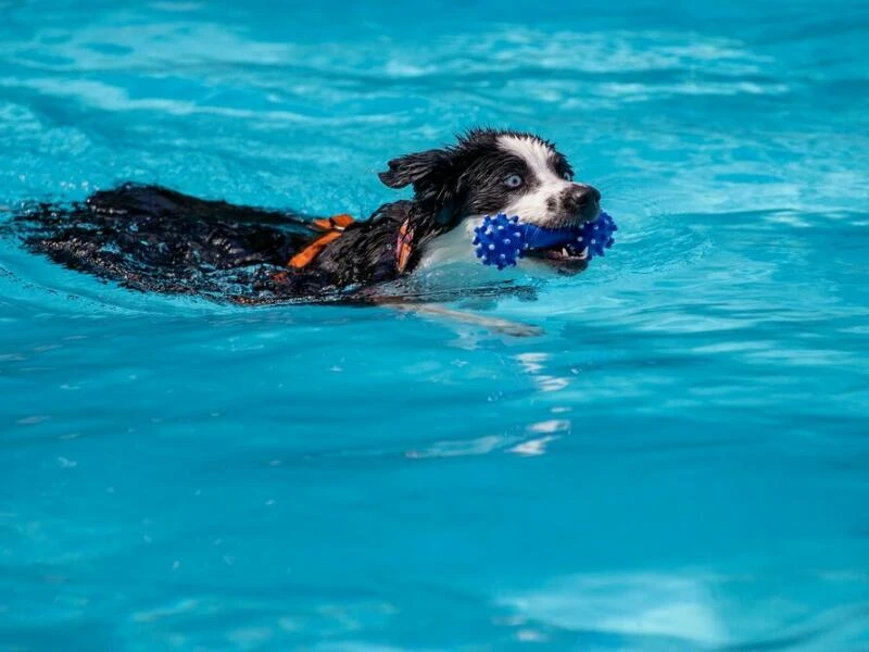 Hund im Wasser