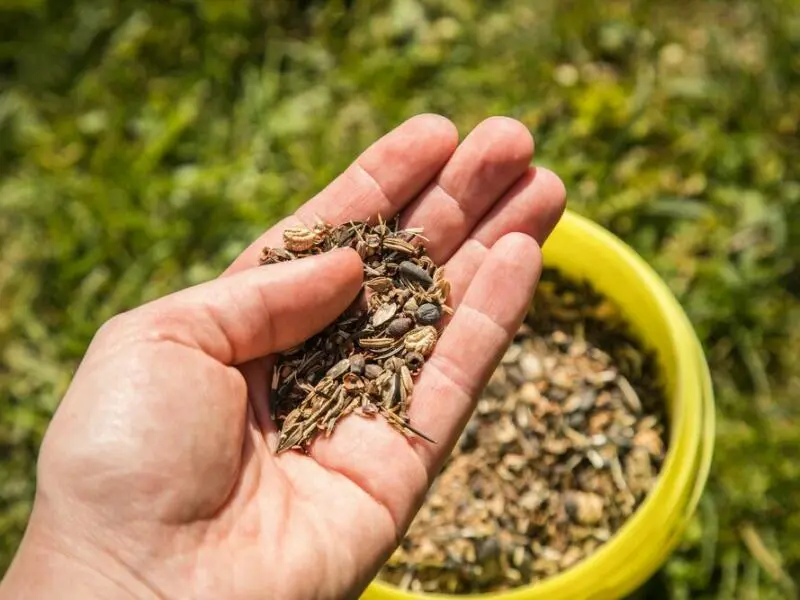 DIY-Idee für den Garten: Samenbomben selbst herstellen