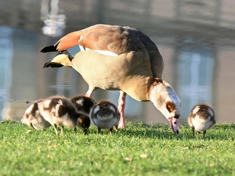 Nilgänse