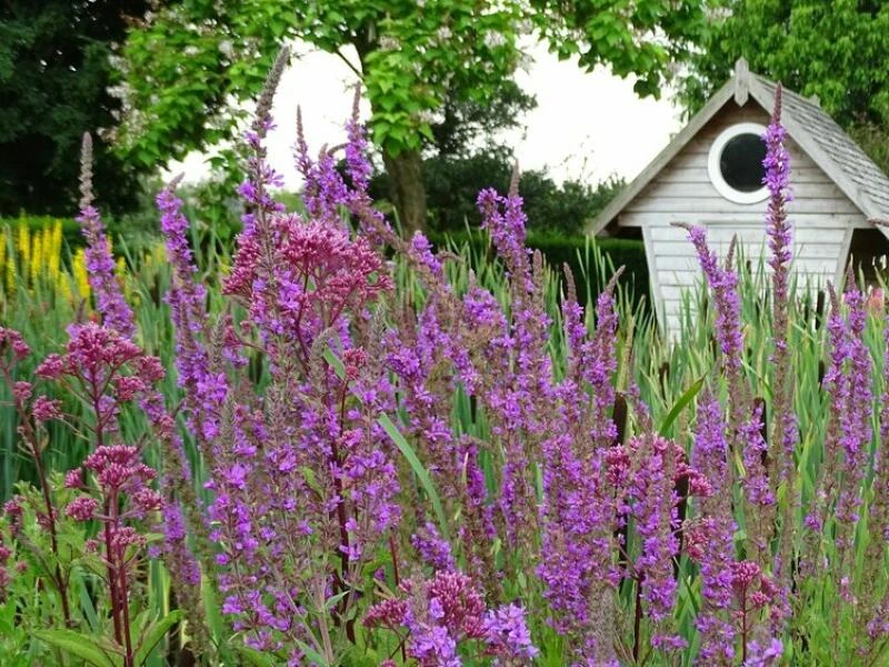 Blutweiderich (Lythrum salicaria) und Wasserdost (Eupatorium)