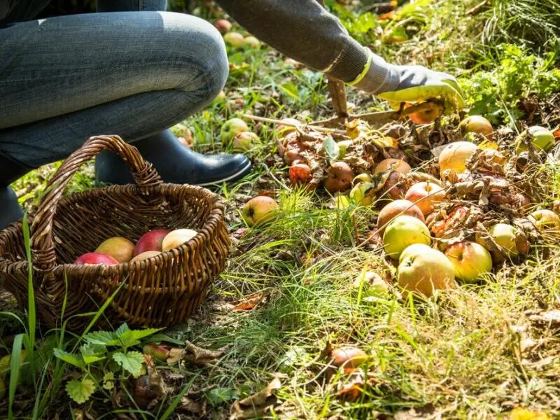 Eine Frau sammelt Fallobst auf