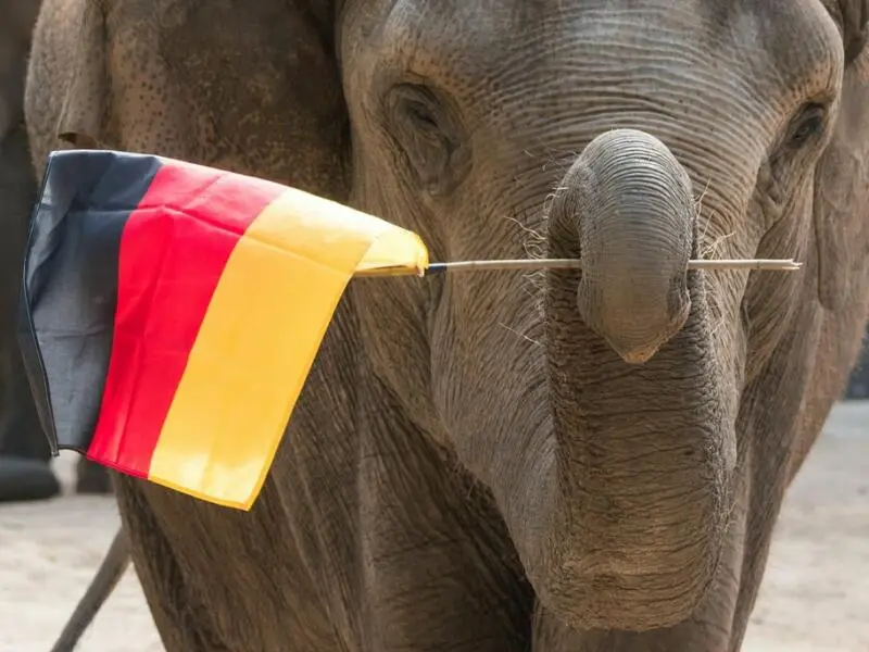 Vor der EM 2021 trug ein Hagenbeck-Elefant eine Deutschland-Fahne
