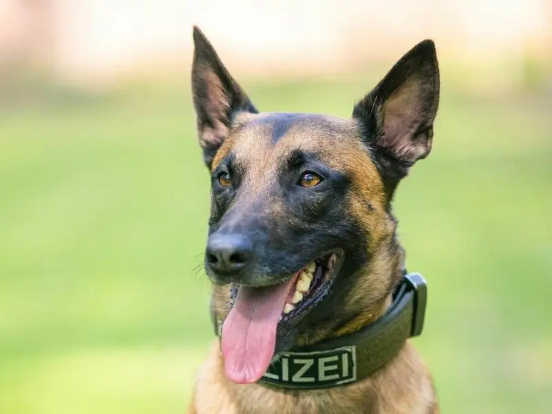 Polizeihund