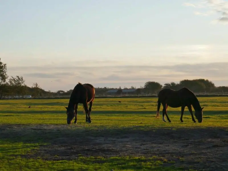 Pferde auf einer Weide auf Föhr