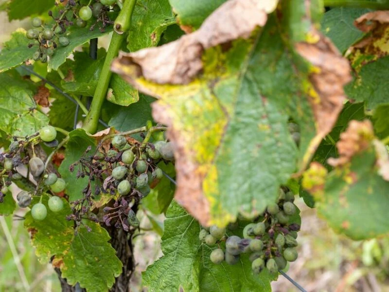 Falscher Mehltau in fränkischen Weinbergen