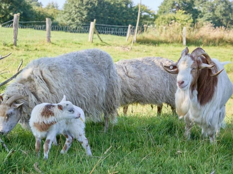 Schaf und Ziege zeugen mutmaßlich 