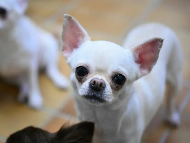 Chihuahua Hund