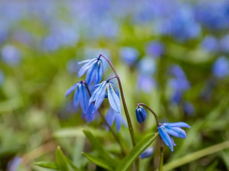 Blausternchen blühen in Hannover