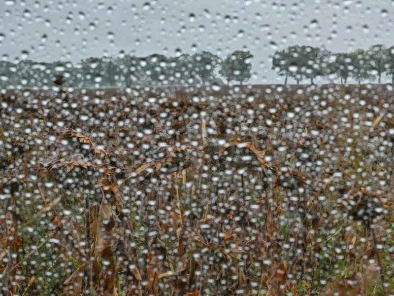 Regen vermiest Landwirten die Erntebilanz