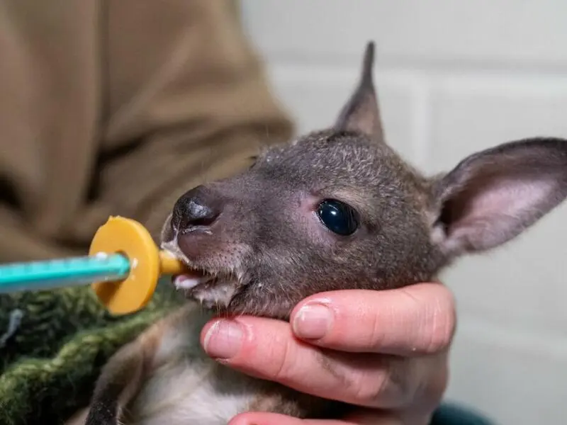 Känguru-Baby wird von Hand aufgezogen