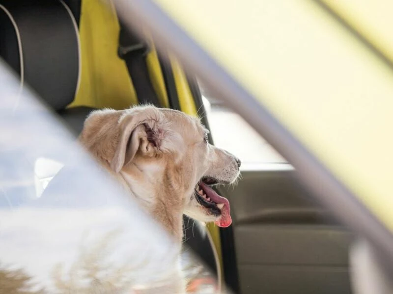 Ein Hund im Auto