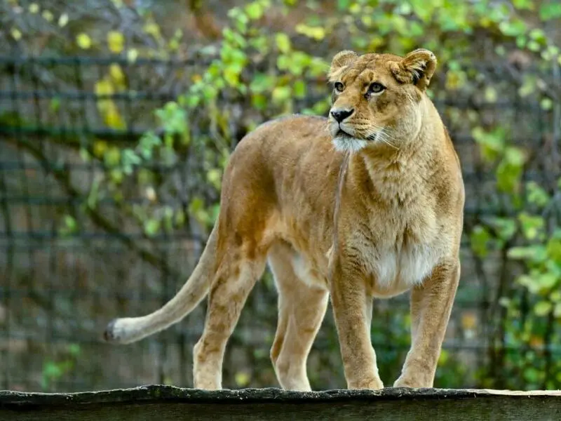 Löwin im Zoo Eberswalde