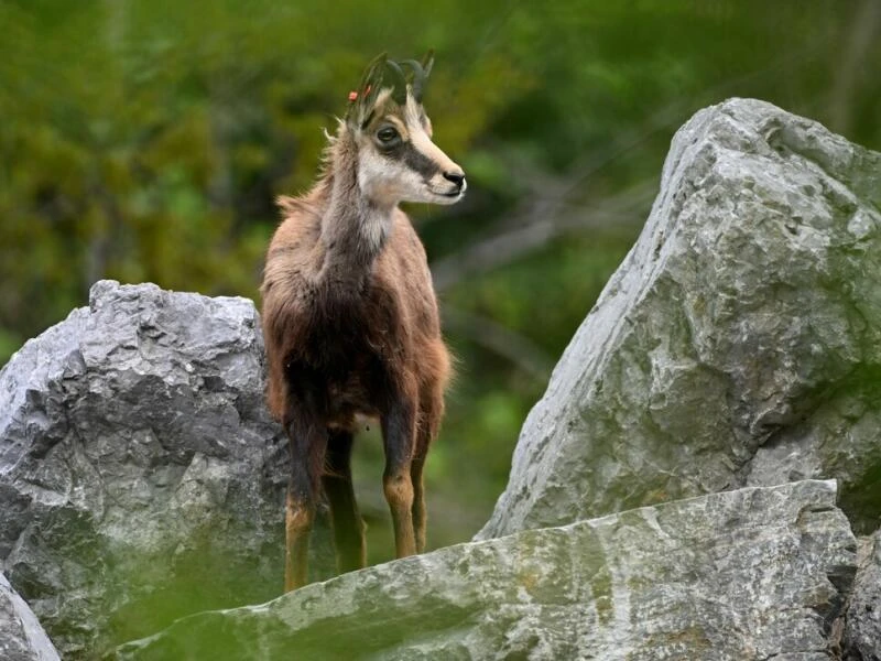 Alpentiere - Gämse