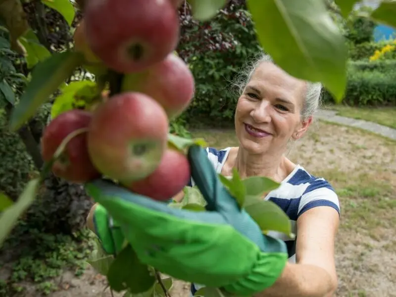 Gartenarbeit - Äpfel plücken