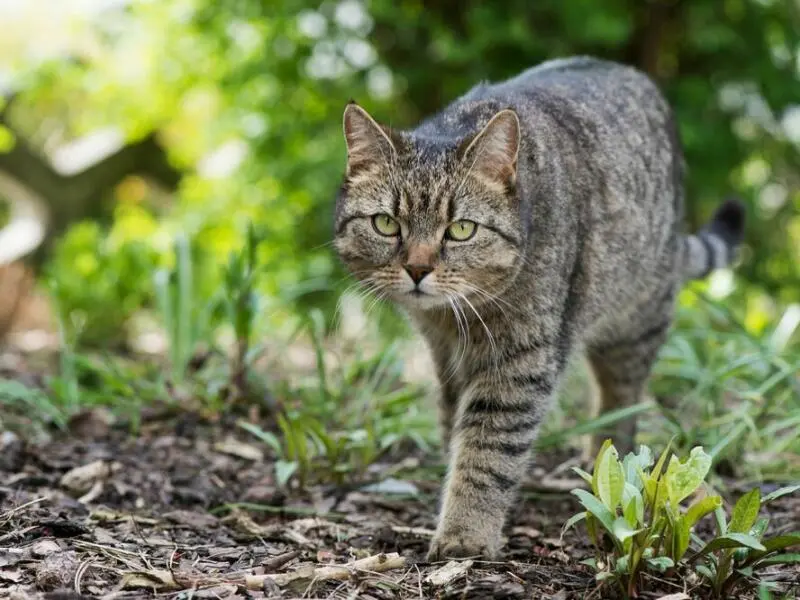 Katze im Garten