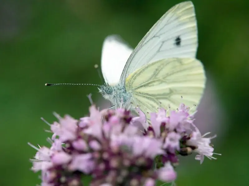 Schmetterling