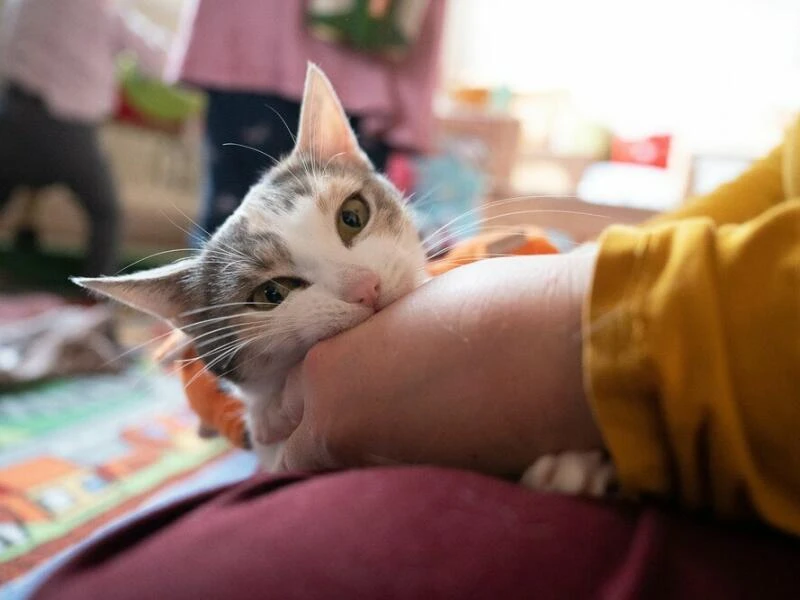 Eine Katze im Kinderzimmer