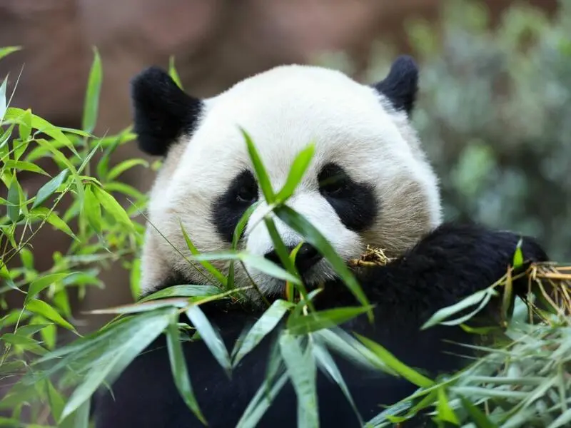 «Panda Ridge» im San Diego Zoo