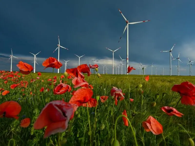Windenergie in Brandenburg