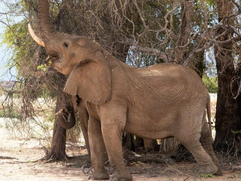 Elefanten-Beobachtungstour mit «Elephant Human Relations Aid»