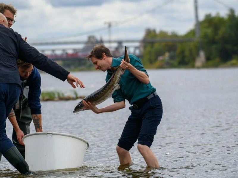 Störbesatz an der Elbe mit Bundesumweltministerin Lemke