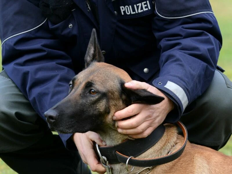 Polizeihund