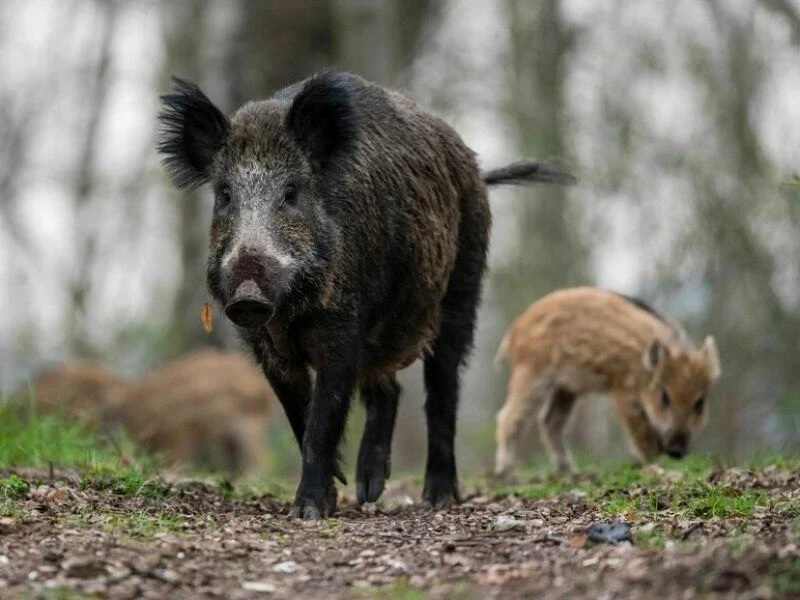 Ein Wildschwein mit Frischlingen