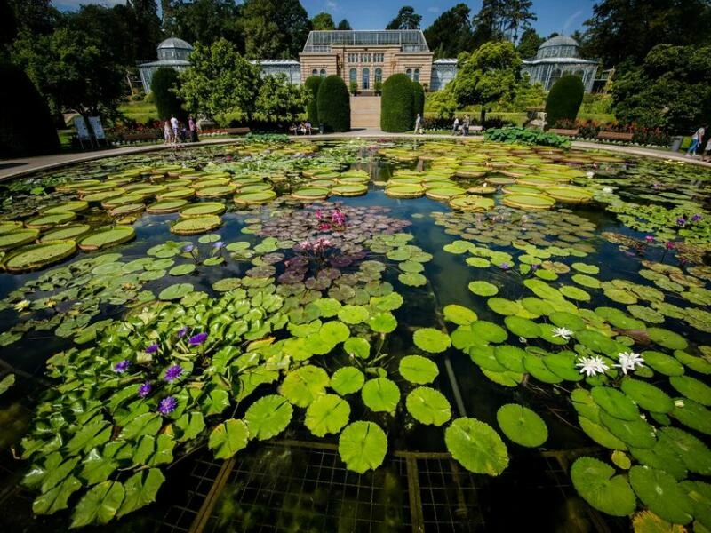 Seerosenteich der Wilhelma in Stuttgart