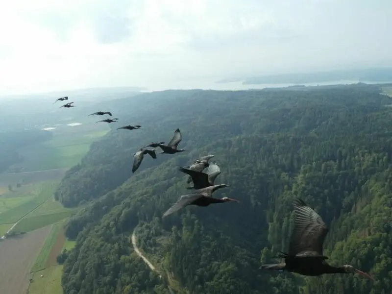 Menschengeführter Waldrapp-Zug nach Andalusien