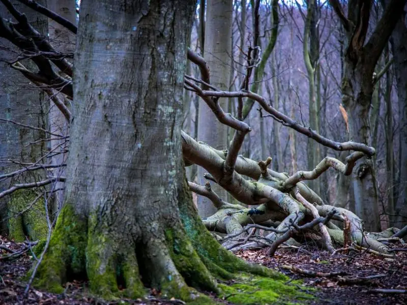 Buchenwälder im Nationalpark Jasmund