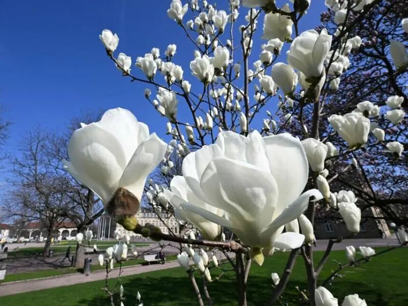 Magnolienblüte in Stuttgart