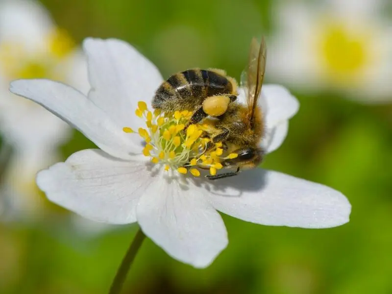 Volksinitiative zu Arten-und Insektenschutz