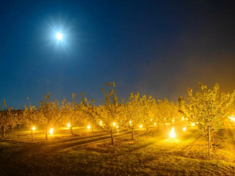 Obstbäume werden vor nächtlichem Frost geschützt