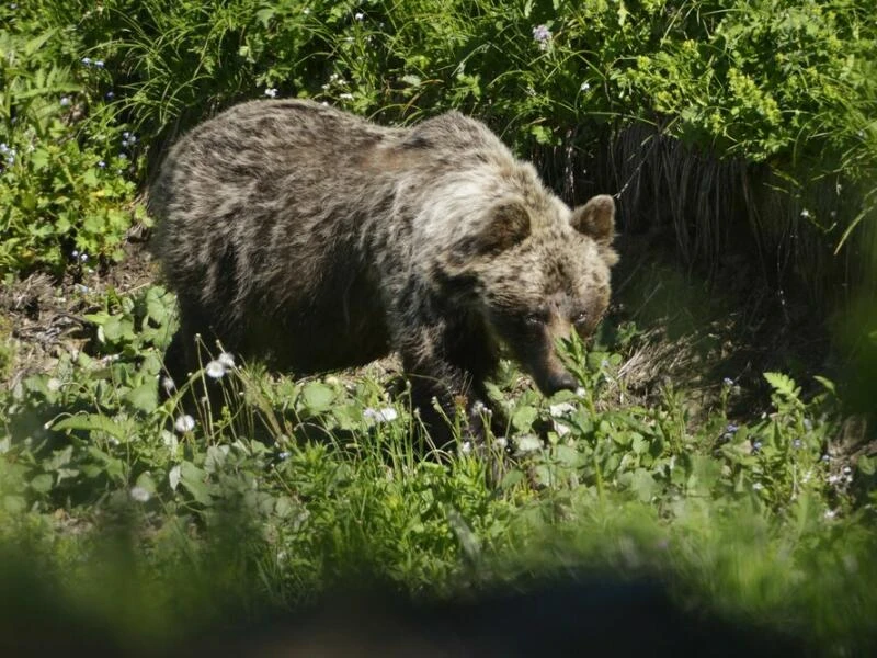 Braunbär in der Slowakei