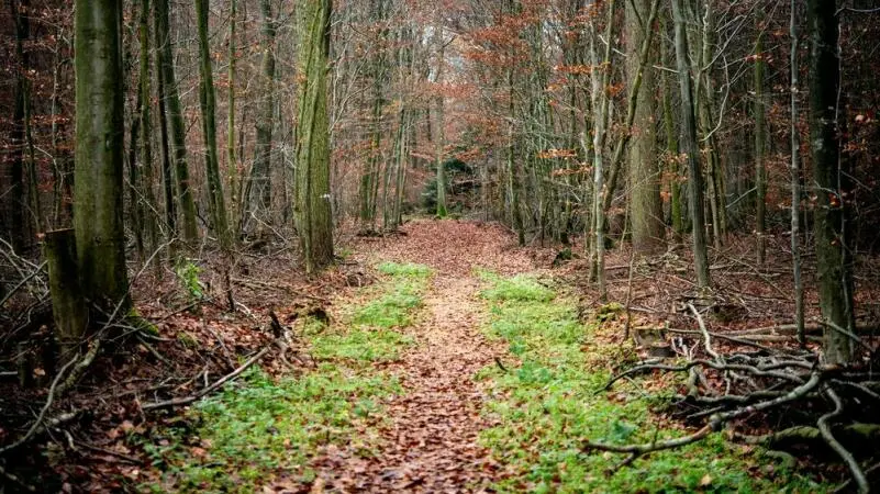 Zahlreiche Laubbäume stehen an einem Waldweg im Freidorfer Holz